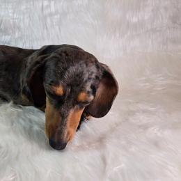 Asteria - Dachshund