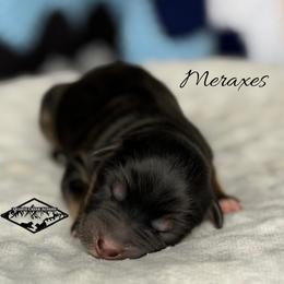 Meraxes - Black tri female Miniature Australian Shepherd puppy in Cody, Wyoming from Quartz Creek Aussies