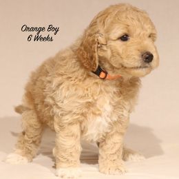 Lola's Orange Boy - Cream male Goldendoodle puppy in Coppell, Texas from Bethel Stream Goldendoodles