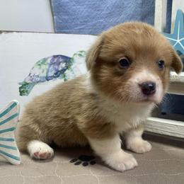 Mark - Sable male Pembroke Welsh Corgi puppy in Apison, Tennessee from Ashmore Corgis