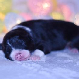 Fendi - Blue merle female Australian Shepherd puppy in Easton, Missouri from MMA Kennel