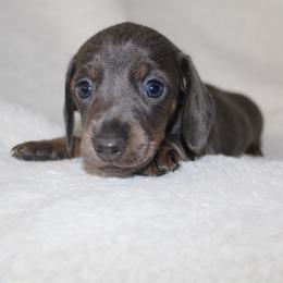 Petunia - Blue and tan female Dachshund puppy in Fairfax, Iowa from Grayson’s Lovable Dachshunds
