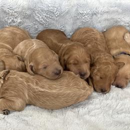 Goldendoodles from Tennessee Dandy Doodles