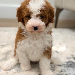 Honey - Brown and white male Bernedoodle puppy in Fort Wayne, Indiana from Crimson Curl Doodles