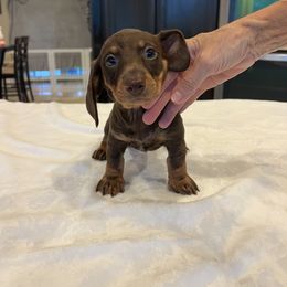 Porcha - Chocolate and tan female Dachshund puppy in Conroe, Texas from Darci's Dachshunds