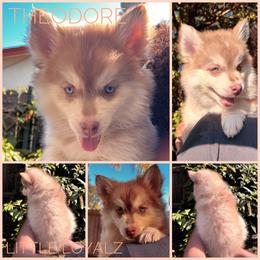 Theodore - Red and white male Pomsky puppy in San Jacinto, California from LittleLoyalz