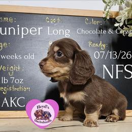 Juniper - Chocolate and cream female Dachshund puppy in Hoquiam, Washington from Heyd's Mini Dachshunds