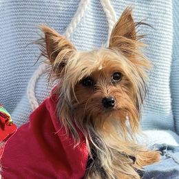 Boomer - Yorkshire Terrier