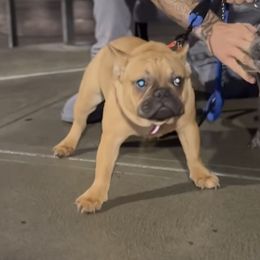 French Bulldogs from 5k Frenchies