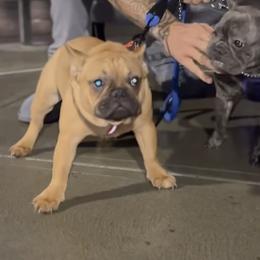 French Bulldogs from 5k Frenchies