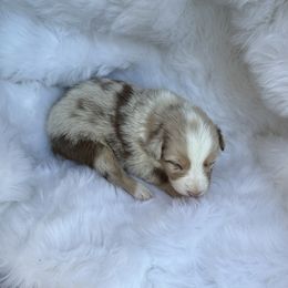 Carmel - Red merle female Australian Shepherd puppy in Mount Vernon, Texas from RJ's Aussie Posse
