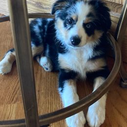 Miniature Australian Shepherd Puppies from Fancy Creek Mini Aussies