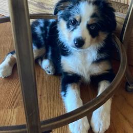 Miniature Australian Shepherd Puppies from Fancy Creek Mini Aussies