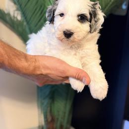 Travel - Red - Merle male Bernedoodle puppy in Charleston, South Carolina from Palm Belle Doodles