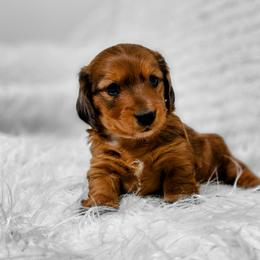 Dachshund Puppies from Iowa Dachshunds