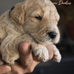Machiatto - Cream male Goldendoodle puppy in Madison, Georgia from Wildflower Doodles