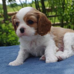 Cavalier King Charles Spaniel Puppies from Rum Runner Cavaliers