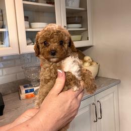 Wally - Parti male Goldendoodle puppy in Fairmont, West Virginia from Robin Nelson