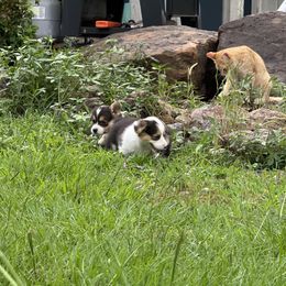 Pembroke Welsh Corgi Puppies from Sherwood Acres Pembrokes