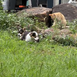 Pembroke Welsh Corgi Puppies from Sherwood Acres Pembrokes