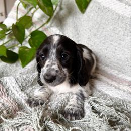 AKC Black Piebald - Piebald female Dachshund puppy in Colville, Washington from G&B Iron Mountain Dachshunds