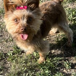 Kinder - Yorkshire Terrier
