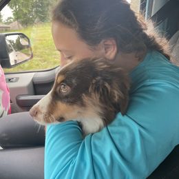 Australian Shepherd and Miniature Australian Shepherd Puppies from Integrity Aussies Tx