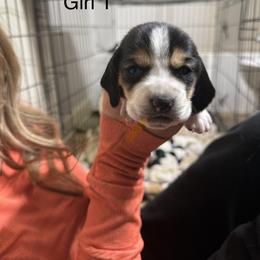 Girl 1 - Black brown and white female Basset Hound puppy in Brandon, Mississippi from Milton’s Bassets