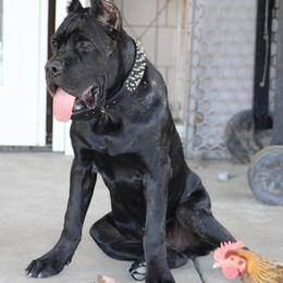Corazon Valiente Di Valentina aka Chiquito - Black brindle male Cane Corso puppy in Bakersfield, California from Valentina Cane Corso