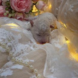 Sam - White female Poodle puppy in Poplarville, Mississippi from Southern Belle Poodles