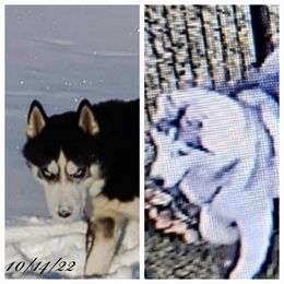 Siberian Husky Puppies from Xk siberians