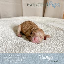 Thingy - Apricot female Goldendoodle puppy in Paxville, South Carolina from Pack Street Pups