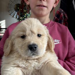 Donner - Light golden male Golden Retriever puppy in Seville, Ohio from Retriever Ranch