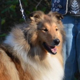 Taffy - Collie