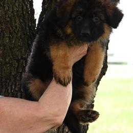 Red Male - Black and red male German Shepherd puppy in Gunter, Texas from Gunter Gables German Shepherds