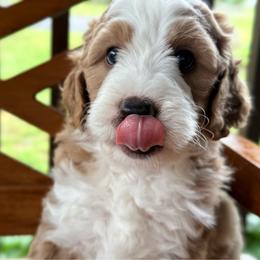 Blade - male Australian Mountain Doodle puppy in Chattanooga, Tennessee from River City Doodles TN