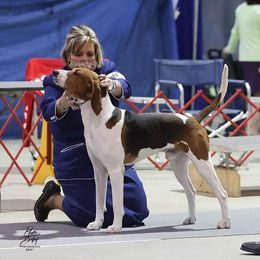 Groot - Treeing Walker Coonhound