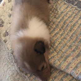 Ranger - Sable male Collie puppy in Abilene, Texas from Regal Lassie's