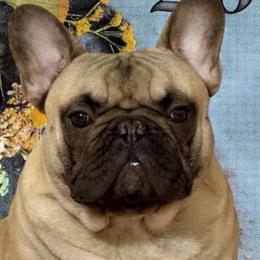 French Bulldog puppies from BZB French Bulldogs, Brussels Griffons & Long Hair Apple-Head  Chihuahuas