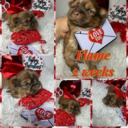 Flame - Red male Shih Tzu puppy in Coolidge, Arizona from Shih Tzu’s  ‘N’ Love