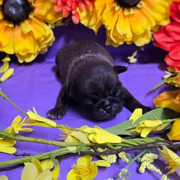 Silver - Silver male Pug puppy in Tulsa, Oklahoma from Locust Creek Pugs & Japanese Chin's