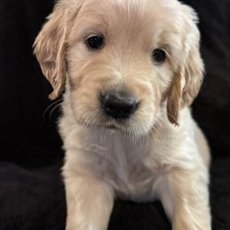 Boy 3 Green Luke - Light golden male Golden Retriever puppy in Angier, North Carolina from Howard's Retrievers