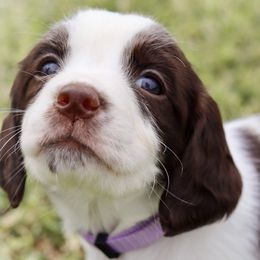 Lilac - Liver and white female English Springer Spaniel puppy in Lynchburg, Virginia from Southern Springers