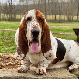 Walt - Basset Hound