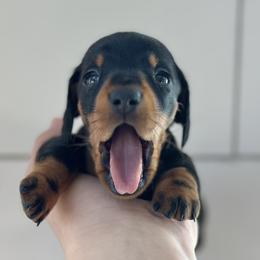 Dachshund Puppies from Mare-Bella Smoothcoat Edition