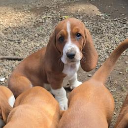 Basset Hound puppies from Fisher's Couch Hounds