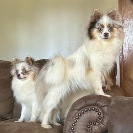 Sugar - Lavender female Pomeranian puppy in Hughes Springs, Texas from Hughes Springs Tx Poms