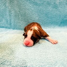 Ford - Sable and white male American Corgi puppy in Pahrump, Nevada from Desert Sunset Corgis
