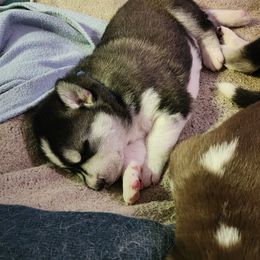 Siberian Husky Puppies from Huffman's Husky House