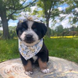 Yoorella - Black tri-color female Australian Shepherd puppy in Newton, Mississippi from Bright Star Aussies